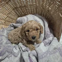 Katie , a female Cavapoo for sale in Cleveland Heights, OH – Photo 3 of 3