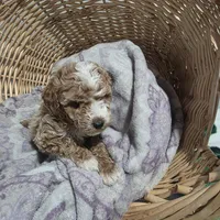 Rocco, a male Cavapoo for sale in Cleveland Heights, OH – Photo 2 of 3