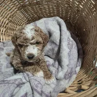 Rocco, a male Cavapoo for sale in Cleveland Heights, OH – Photo 1 of 3