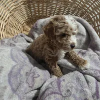 Rocco, a male Cavapoo for sale in Cleveland Heights, OH – Photo 3 of 3