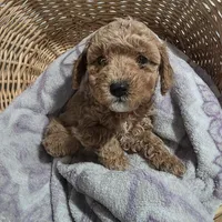 Betty, a female Cavapoo for sale in Cleveland Heights, OH – Photo 2 of 3