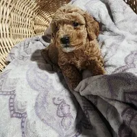 Betty, a female Cavapoo for sale in Cleveland Heights, OH – Photo 3 of 3