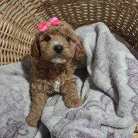 Betty, a female Cavapoo for sale in Cleveland Heights, OH – Photo 1 of 3