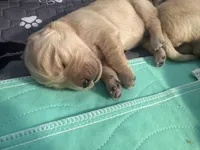 Red, a male English Cream Golden Retriever for sale in Banning, CA – 2 of 3