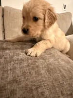 Daisy (white) , a female English Cream Golden Retriever for sale in Banning, CA – 4 of 5