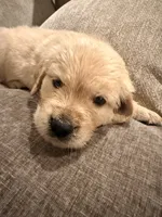 Nala (pink) , a female English Cream Golden Retriever for sale in Banning, CA – 5 of 6