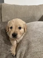 Nala (pink) , a female English Cream Golden Retriever for sale in Banning, CA – 1 of 6