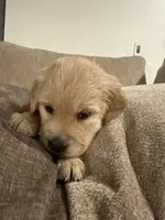 Jafar (Red), a male English Cream Golden Retriever for sale in Banning, CA – 5 of 7