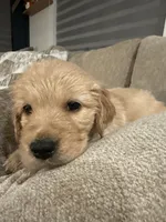 Moana ( purple) , a female English Cream Golden Retriever for sale in Banning, CA – 3 of 3