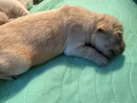 Rose , a female English Cream Golden Retriever for sale in Banning, CA – 3 of 4