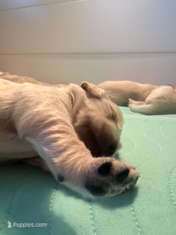 Rose  – English Cream Golden Retriever puppy for sale in Banning, CA