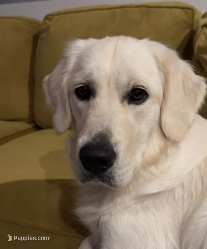 Bear – English Cream Golden Retriever puppy for sale in Banning, CA