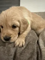 Tiana (green) , a female English Cream Golden Retriever for sale in Banning, CA – 8 of 8