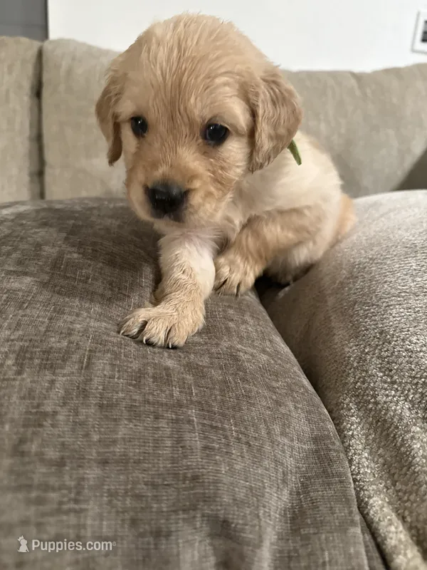 Tiana (green)  – English Cream Golden Retriever puppy for sale in Banning, CA