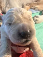 Rose , a female English Cream Golden Retriever for sale in Banning, CA – 4 of 4
