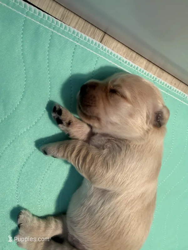 Bonni  – English Cream Golden Retriever puppy for sale in Banning, CA