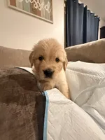 Bear (yellow) , a male English Cream Golden Retriever for sale in Banning, CA – 6 of 6
