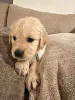 Elsa (turquoise), a female English Cream Golden Retriever for sale in Banning, CA – 5 of 5