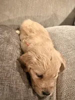 Simba (orange) , a male English Cream Golden Retriever for sale in Banning, CA – 5 of 6