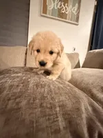 Bear (yellow) , a male English Cream Golden Retriever for sale in Banning, CA – 1 of 6