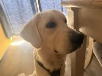 Bear, a  English Cream Golden Retriever for sale in Banning, CA – 3 of 6