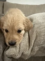 Tiana (green) , a female English Cream Golden Retriever for sale in Banning, CA – 4 of 8