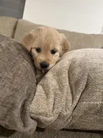 Jafar (Red), a male English Cream Golden Retriever for sale in Banning, CA – 7 of 7