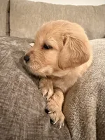 Simba (orange) , a male English Cream Golden Retriever for sale in Banning, CA – 6 of 6