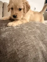Daisy (white) , a female English Cream Golden Retriever for sale in Banning, CA – 2 of 5