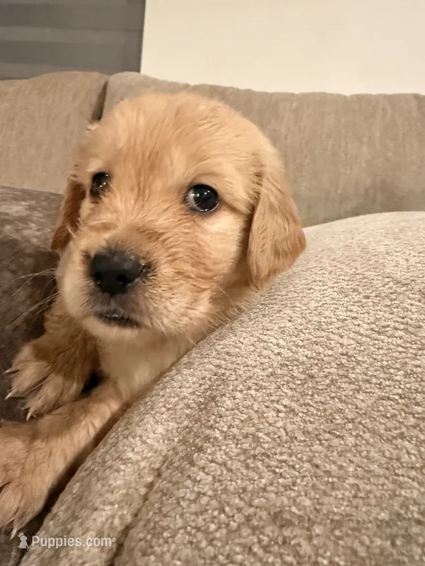 Simba (orange)  – English Cream Golden Retriever puppy for sale in Banning, CA