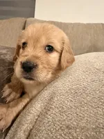 Simba (orange) , a male English Cream Golden Retriever for sale in Banning, CA – 1 of 6