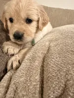 Elsa (turquoise), a female English Cream Golden Retriever for sale in Banning, CA – 4 of 5
