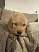 Moana ( purple) , a female English Cream Golden Retriever for sale in Banning, CA – 2 of 3