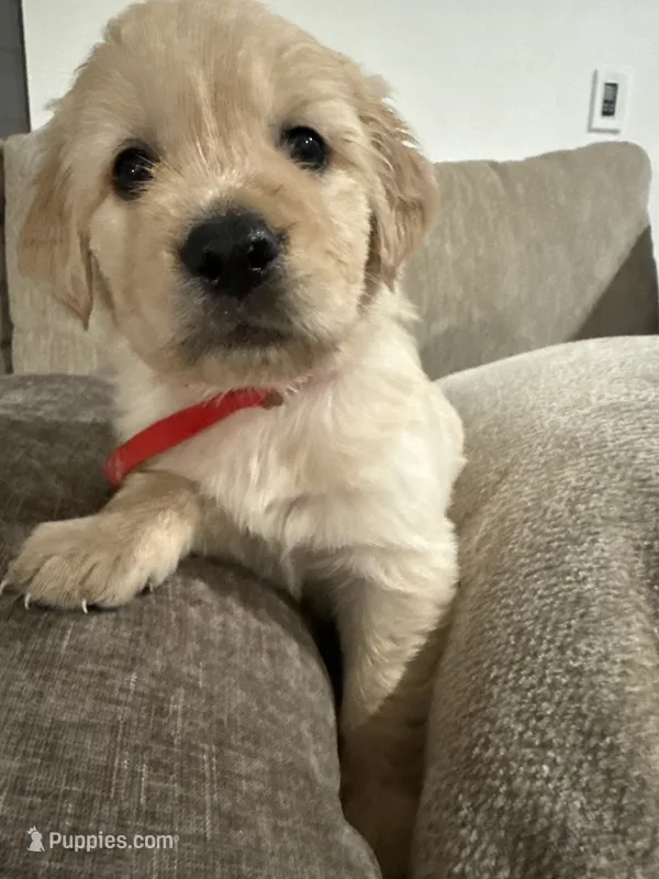 Jafar (Red) – English Cream Golden Retriever puppy for sale in Banning, CA