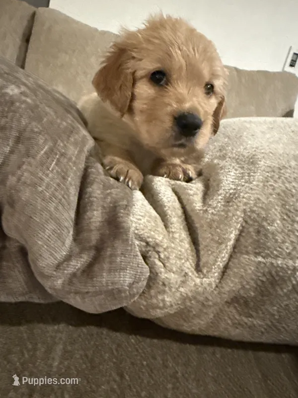 Moana ( purple)  – English Cream Golden Retriever puppy for sale in Banning, CA