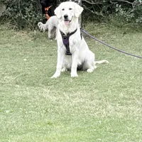 Bear, a  English Cream Golden Retriever for sale in Banning, CA – 4 of 6