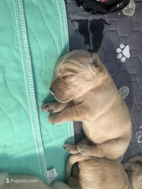 Red – English Cream Golden Retriever puppy for sale in Banning, CA