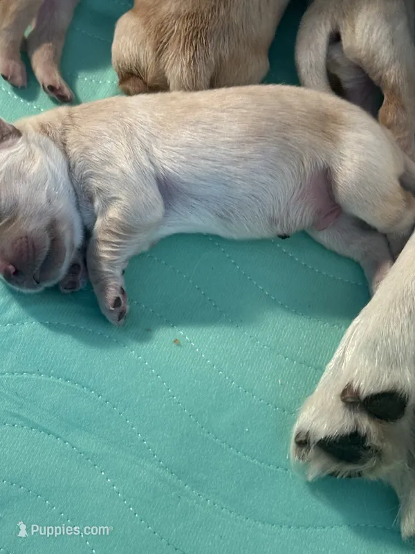 Bear – English Cream Golden Retriever puppy for sale in Banning, CA