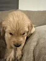 Tiana (green) , a female English Cream Golden Retriever for sale in Banning, CA – 7 of 8