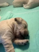 Rose , a female English Cream Golden Retriever for sale in Banning, CA – 2 of 4