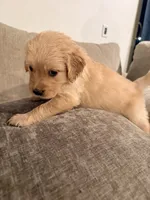 Daisy (white) , a female English Cream Golden Retriever for sale in Banning, CA – 5 of 5
