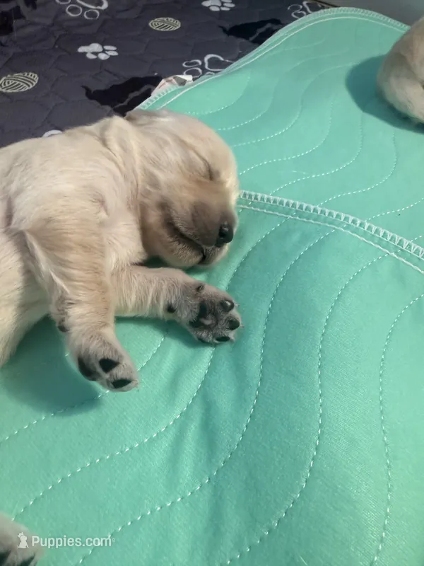 Blu – English Cream Golden Retriever puppy for sale in Banning, CA