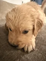 Daisy (white) , a female English Cream Golden Retriever for sale in Banning, CA – 3 of 5