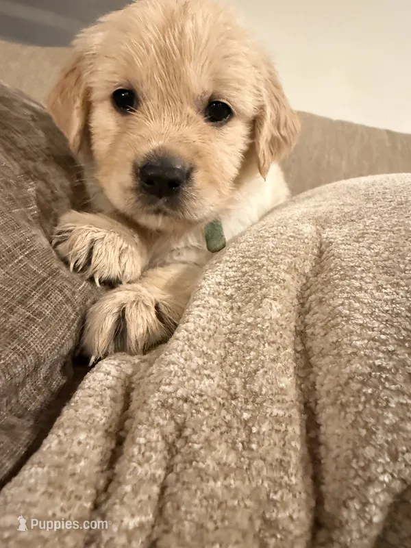 Elsa (turquoise) – English Cream Golden Retriever puppy for sale in Banning, CA