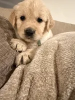 Elsa (turquoise), a female English Cream Golden Retriever for sale in Banning, CA – 1 of 5