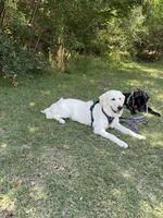 Bear, a  English Cream Golden Retriever for sale in Banning, CA – 6 of 6