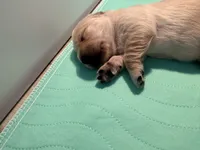 Bonni , a female English Cream Golden Retriever for sale in Banning, CA – 2 of 2