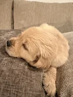 Nala (pink) , a female English Cream Golden Retriever for sale in Banning, CA – 6 of 6