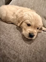 Nala (pink) , a female English Cream Golden Retriever for sale in Banning, CA – 4 of 6