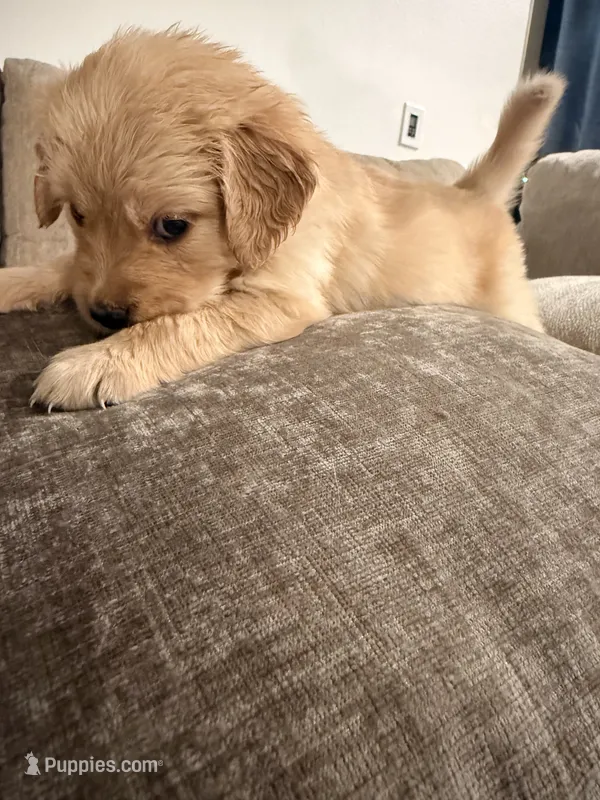 Daisy (white)  – English Cream Golden Retriever puppy for sale in Banning, CA